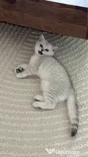 Pisica british silver shorthair. 