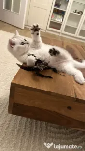 Pisica british silver shorthair. 