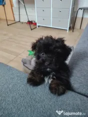 Donez pui bichon havanez 