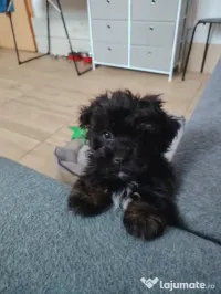 Donez pui bichon havanez 