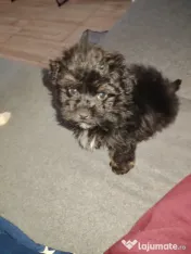 Donez pui bichon havanez 