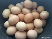 Ouă de casă autentice de la găini din rasa Rhode Island 