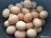 Ouă de casă autentice de la găini din rasa Rhode Island