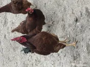 Ouă de casă autentice de la găini din rasa Rhode Island 
