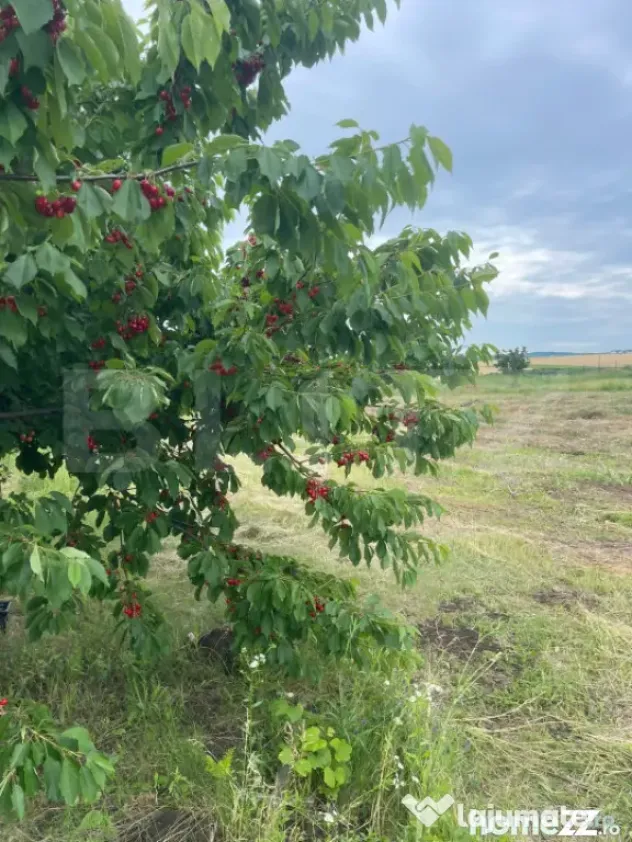 Teren 500 mp intravilan Valea Ursului-