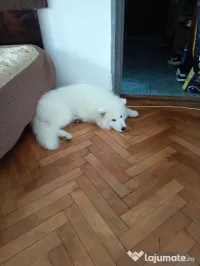 Caine Samoyed vanzare 