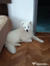 Caine Samoyed vanzare 