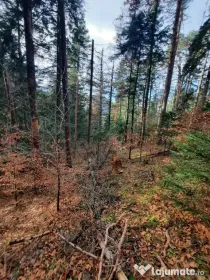 Teren forestier 2.500 mp, Vadurele comuna Alexandru cel Bun jud. Neamt