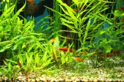 Guppy, molly, xipho 