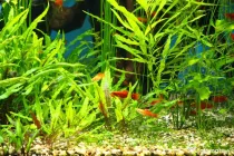 Guppy, molly, xipho
