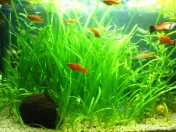 Guppy, molly, xipho 