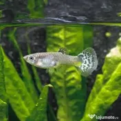 Guppy, molly, xipho 