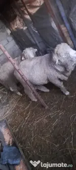 Vand berbecuti din toamna