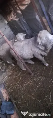 Vand berbecuti din toamna 