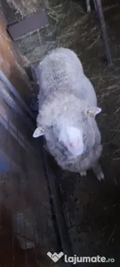 Vand berbecuti din toamna 