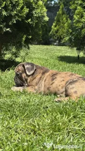 Bulldog Francez Choco Merle 