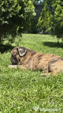 Bulldog Francez Choco Merle