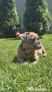 Bulldog Francez Choco Merle 
