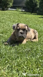 Bulldog Francez Choco Merle 