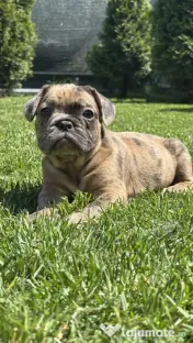Bulldog Francez Choco Merle 