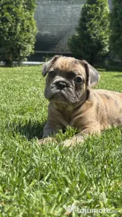 Bulldog Francez Choco Merle 