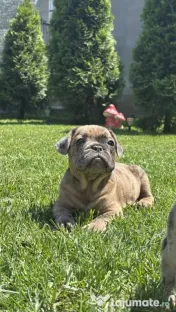 Bulldog Francez Choco Merle 
