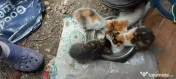 Donez  pui de pisica! 