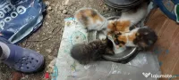Donez  pui de pisica! 