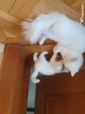 De vanzare pisici superbi persani shirazi albi 