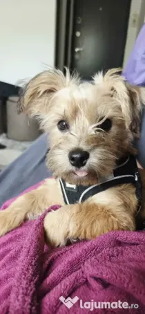 Pui adorabil de talie mică, Metis tip Terrier