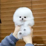 Pomeranian mini boo(0732) 983 866