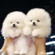 Pomeranian mini boo 0732) 983 866 