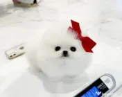 Pomeranian mini boo 0732) 983 866 