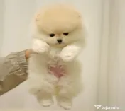Pomeranian mini boo 0732) 983 866 