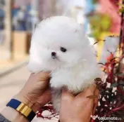 Pomeranian mini boo 0732) 983 866 