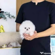 Pomeranian mini boo 0732) 983 866 