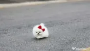 Pomeranian mini boo 0732) 983 866 