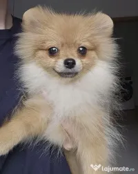 Pomeranian MINI TOY - 2 kg la maturitate 