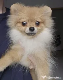 Pomeranian MINI TOY - 2 kg la maturitate