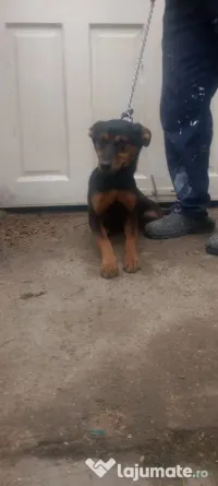 Catei Rottweiler cu Lup 