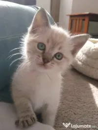 Puiuți Ragdoll foarte simpatici 