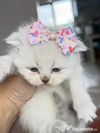 Pisicuțe British shorthair straight și fold 