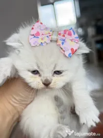 Pisicuțe British shorthair straight și fold