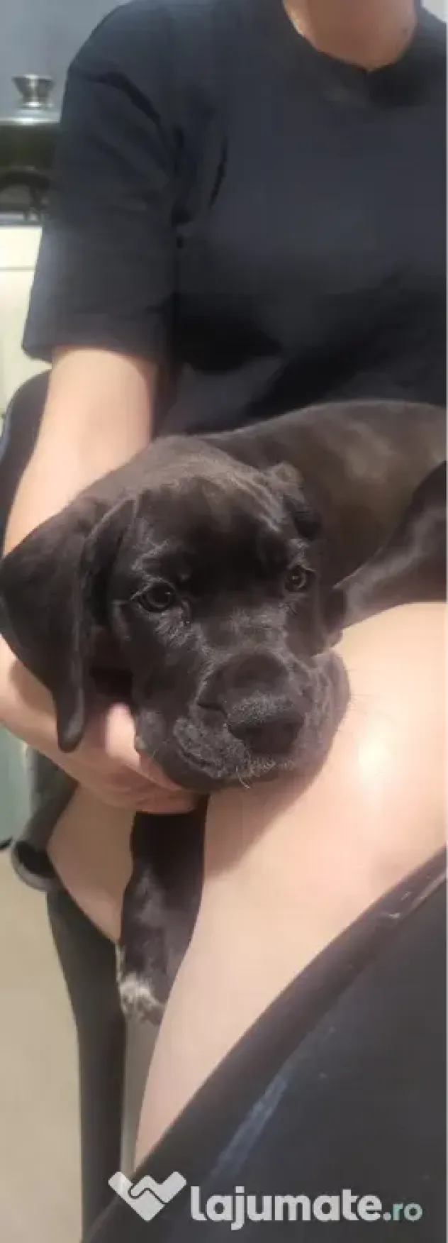 Dog german Great Dane marele danez