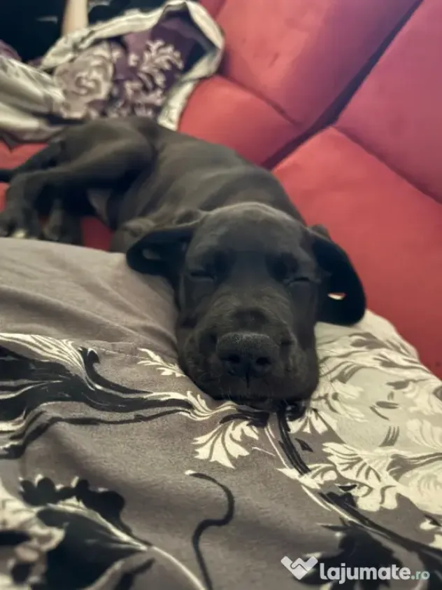 Dog german Great Dane marele danez