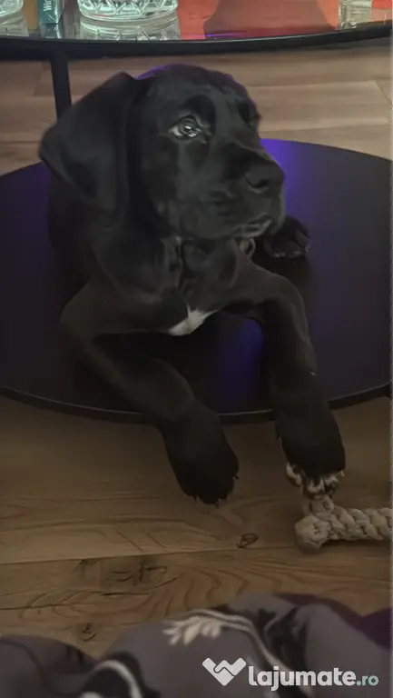 Dog german Great Dane marele danez