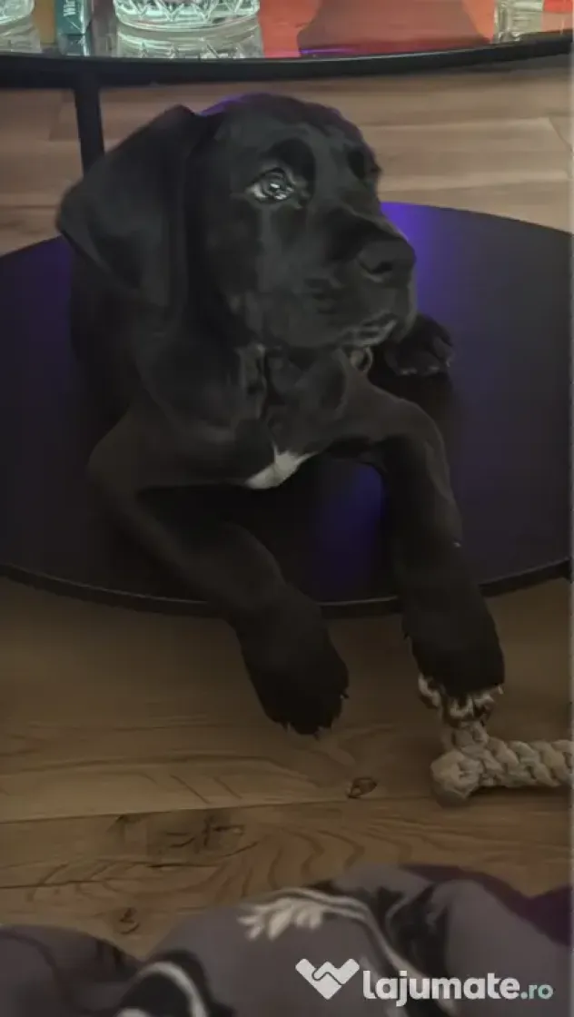 Dog german Great Dane marele danez