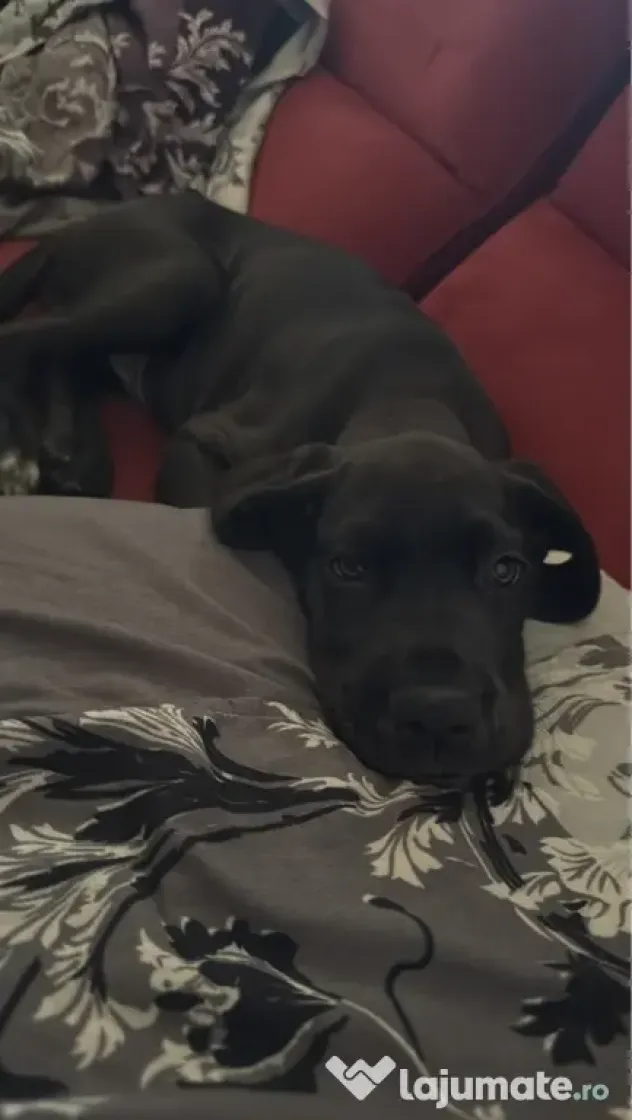 Dog german Great Dane marele danez