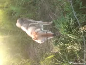 Lup cehoslovac, mascul 2 ani 