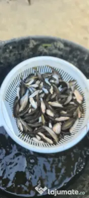 Puiet de peste pt populare iaz lac helesteu balta crap fitofag novac amur lin somn salau 